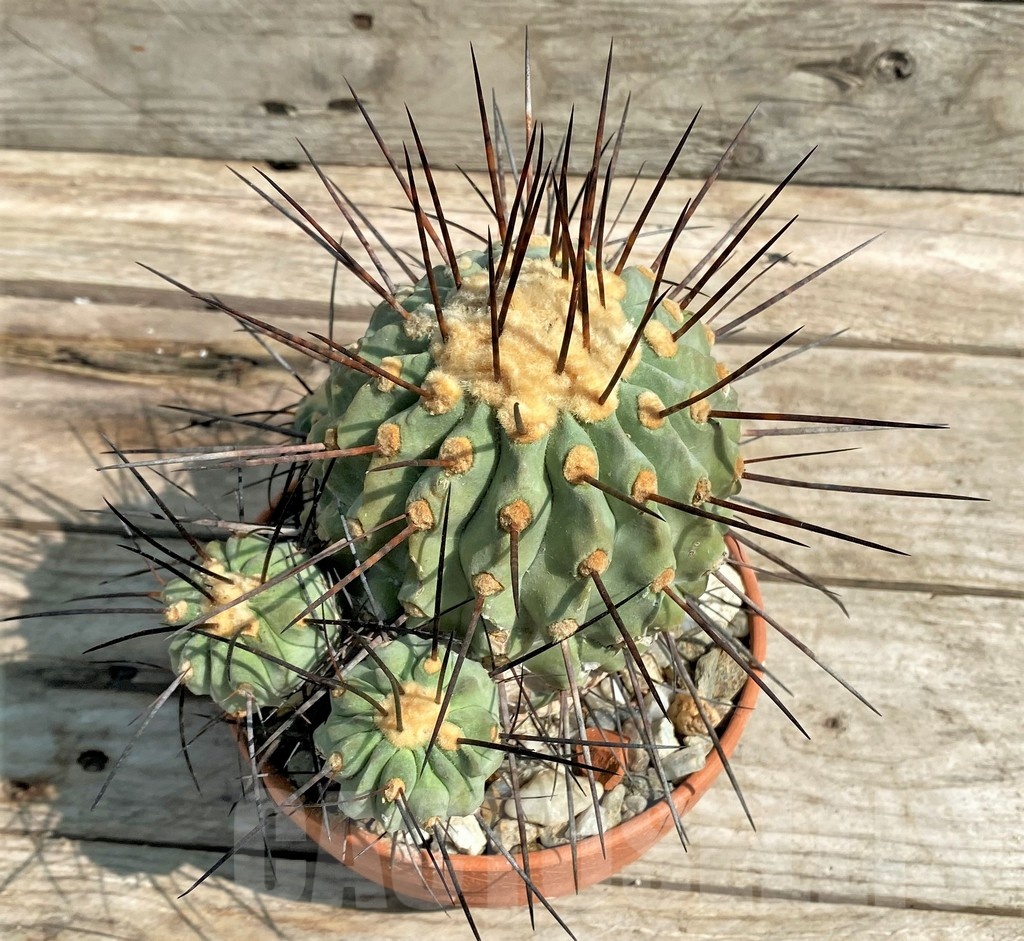 SHPR25272 Copiapoa v. carrizalensis, C112 SL 93b, grafted?
