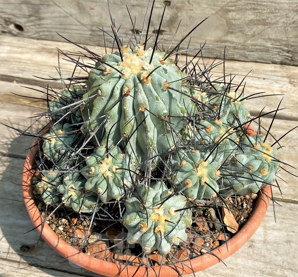 SH1460 Copiapoa v. carrizalensis, C112 SL 94Ia, grafted?