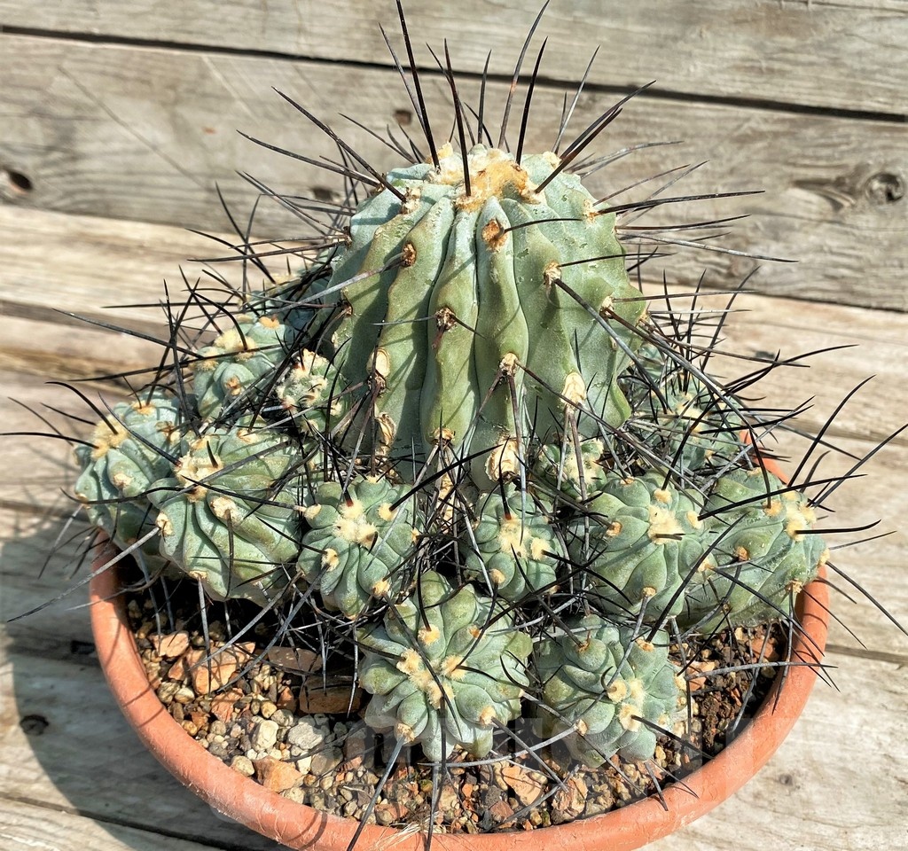SH1460 Copiapoa v. carrizalensis, C112 SL 94Ia, grafted? - immagine 3