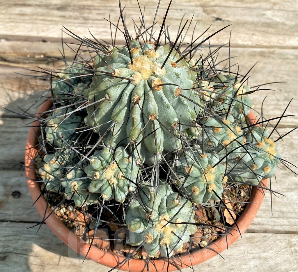 SH1460 Copiapoa v. carrizalensis, C112 SL 94Ia, grafted? - immagine 2