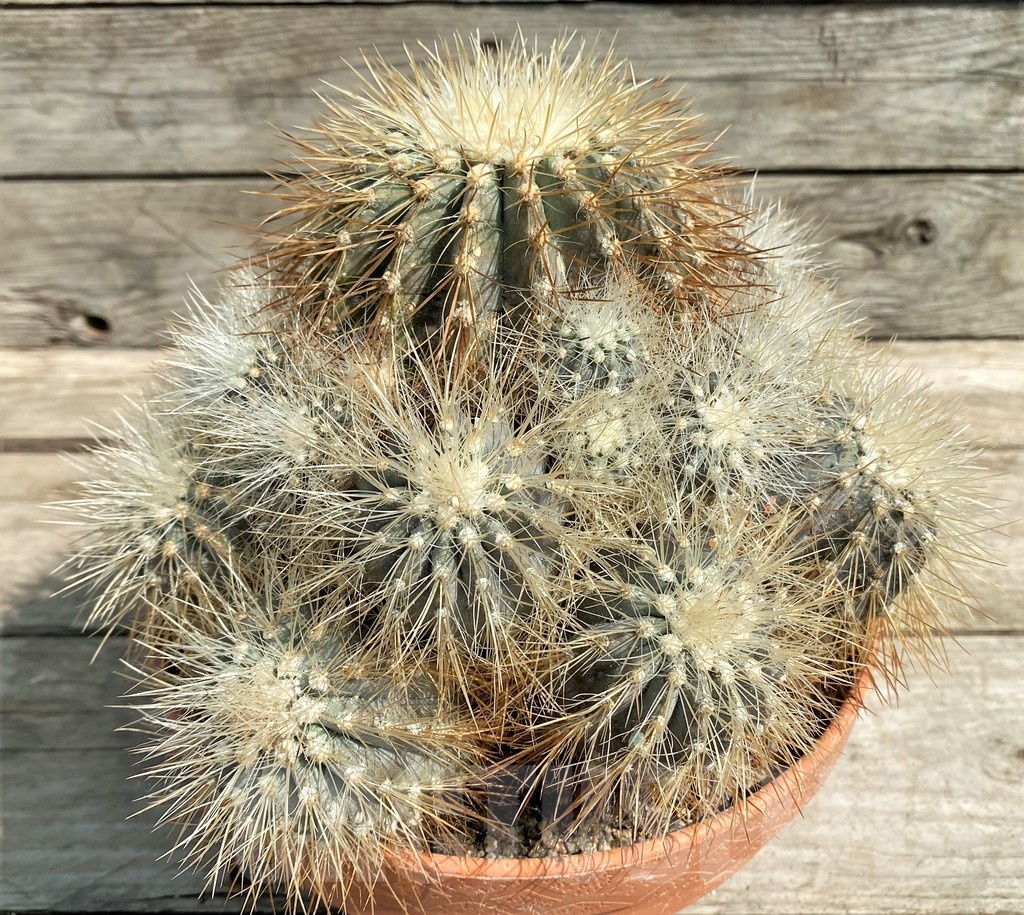 SH1461 Copiapoa krainziana, grafted? - Image 2
