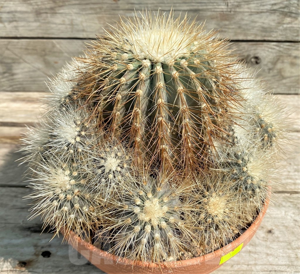 SH1461 Copiapoa krainziana, grafted?