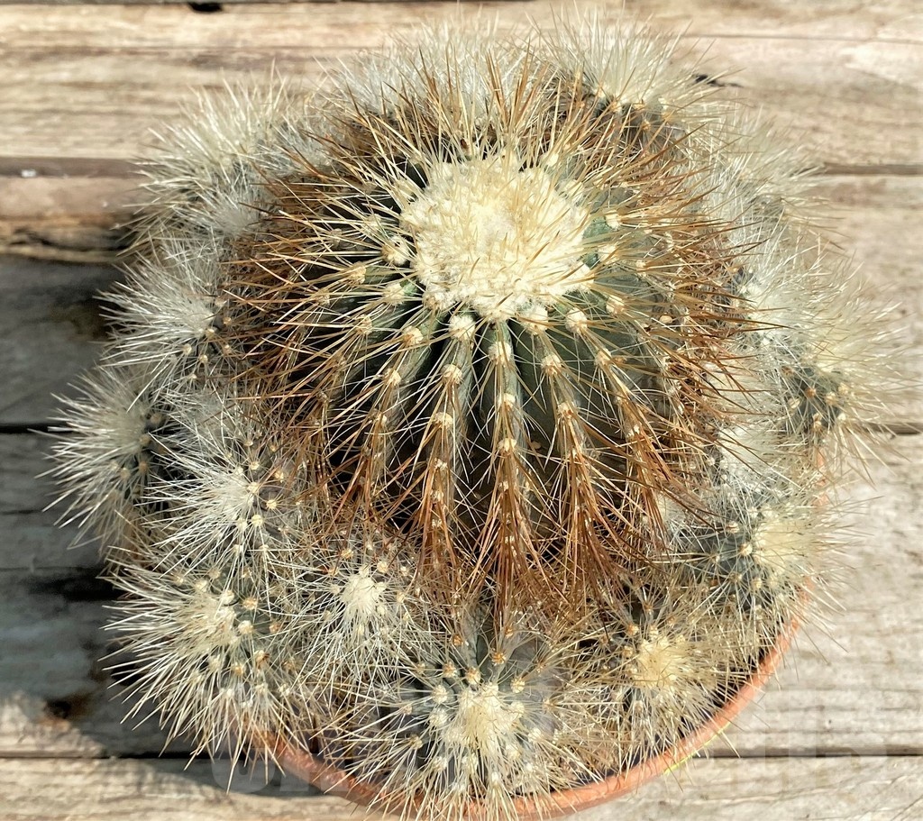 SH1461 Copiapoa krainziana, grafted? - Image 3