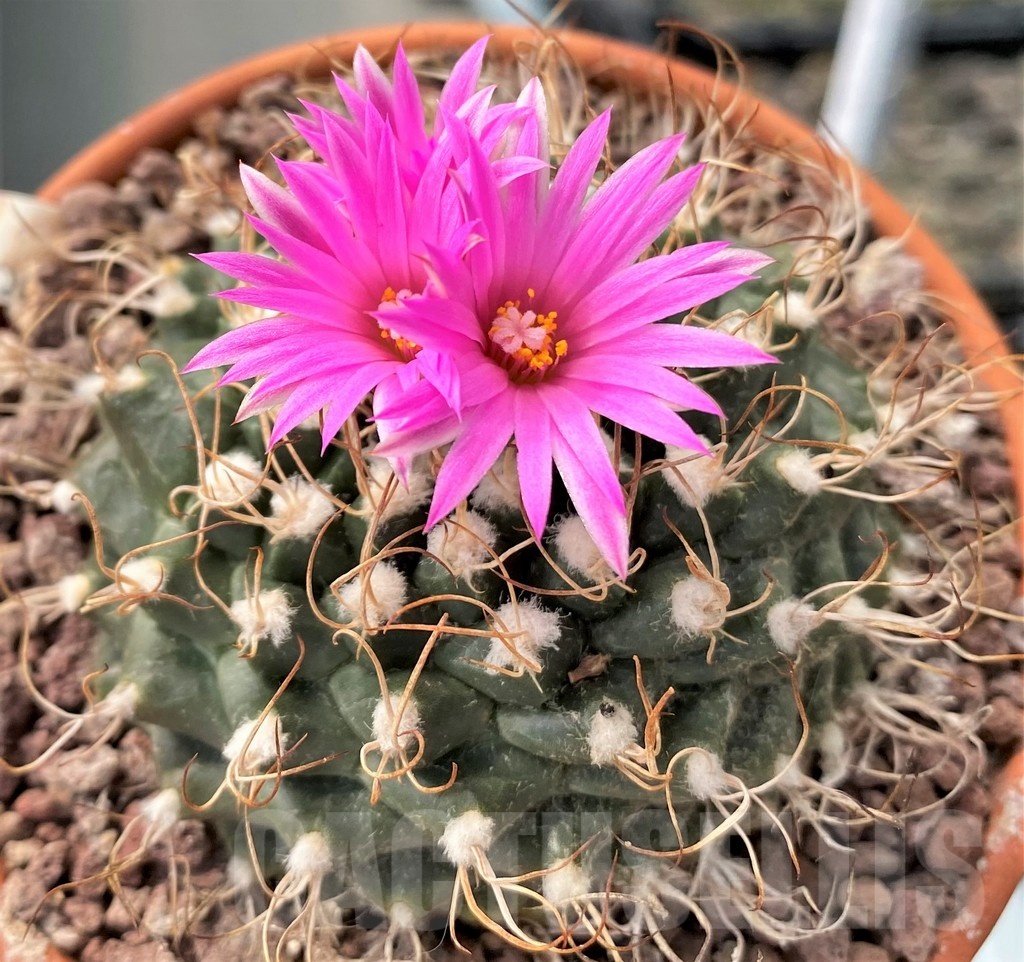SHPR25239 Turbinicarpus schmiedickeanus ssp. lausseri MH 490