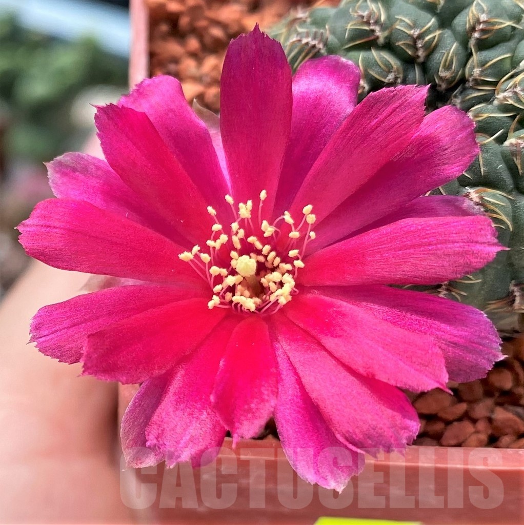 SHPR24637 Sulcorebutia pulchra VS 421