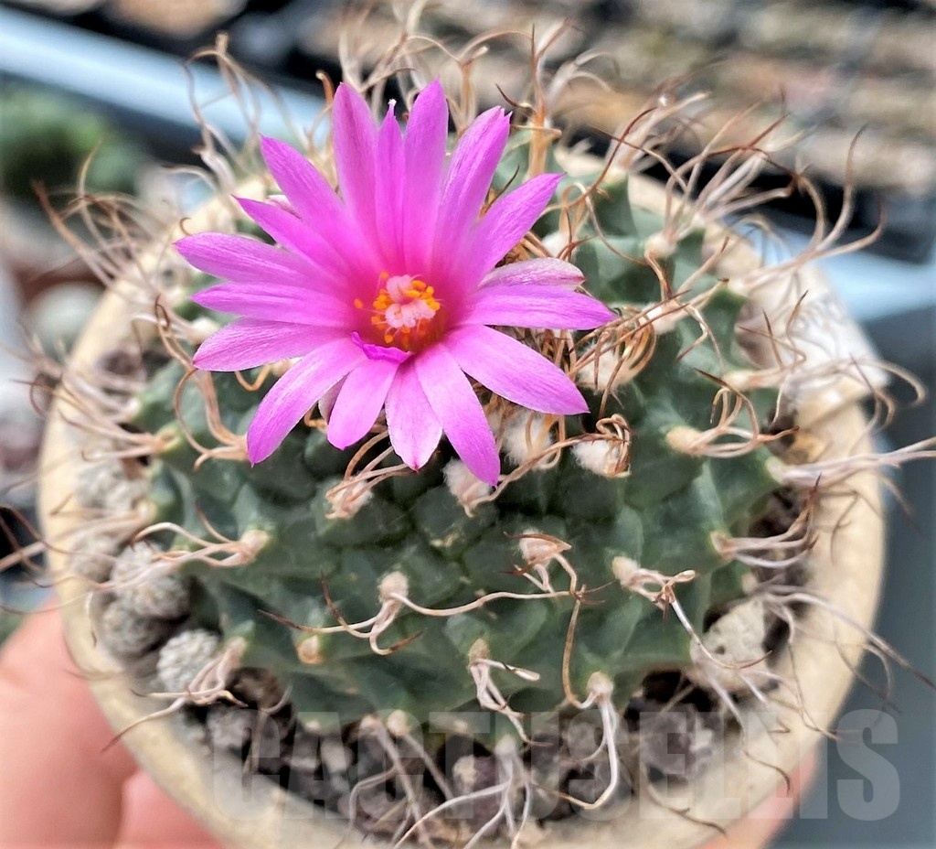 SHPR24698 Turbinicarpus schmiedickeanus ssp. lausseri MH 490