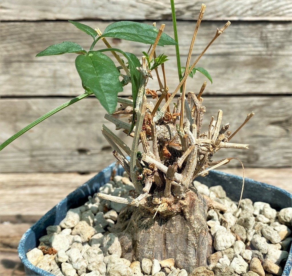 SHPR25568 Momordica rostrata ES 10448 - Image 2