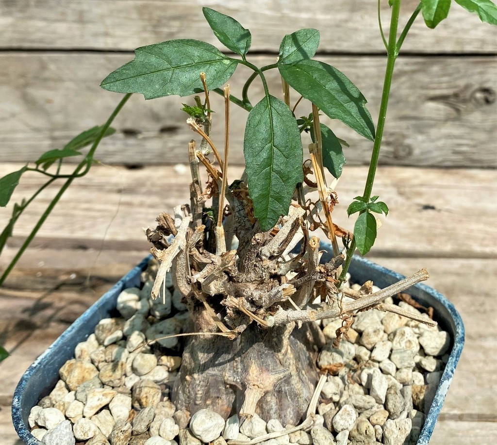 SHPR25568 Momordica rostrata ES 10448