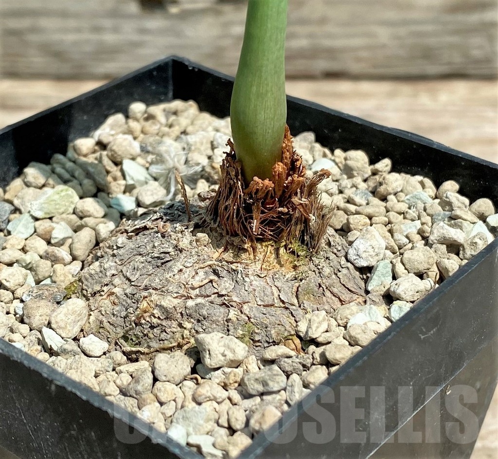 SHPR25569 Eriospermum abyssinicum