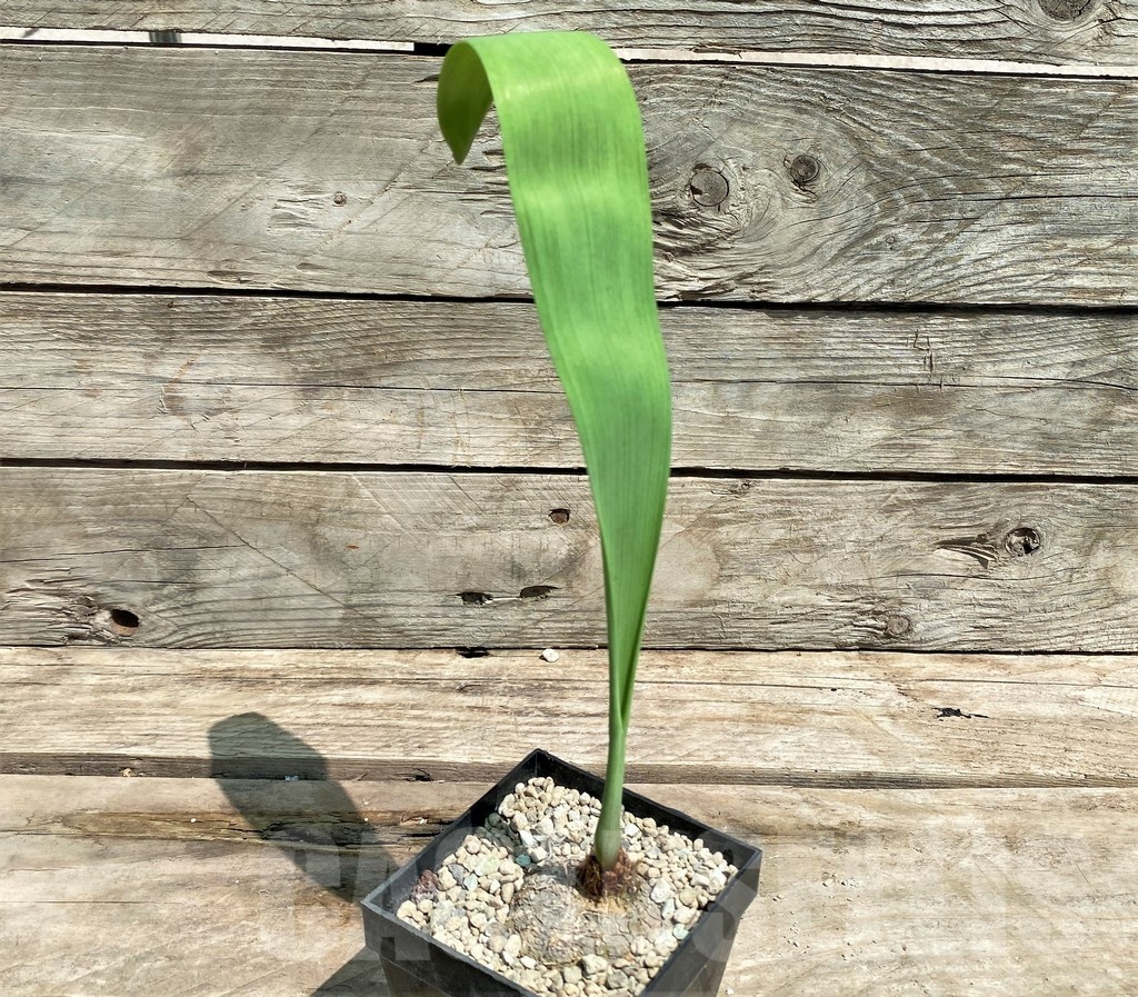 SHPR25569 Eriospermum abyssinicum - immagine 2