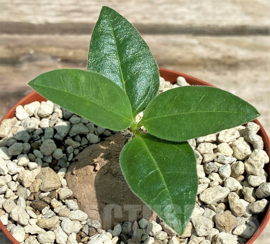 SHPR25575 Aeollanthus subacaulis light green