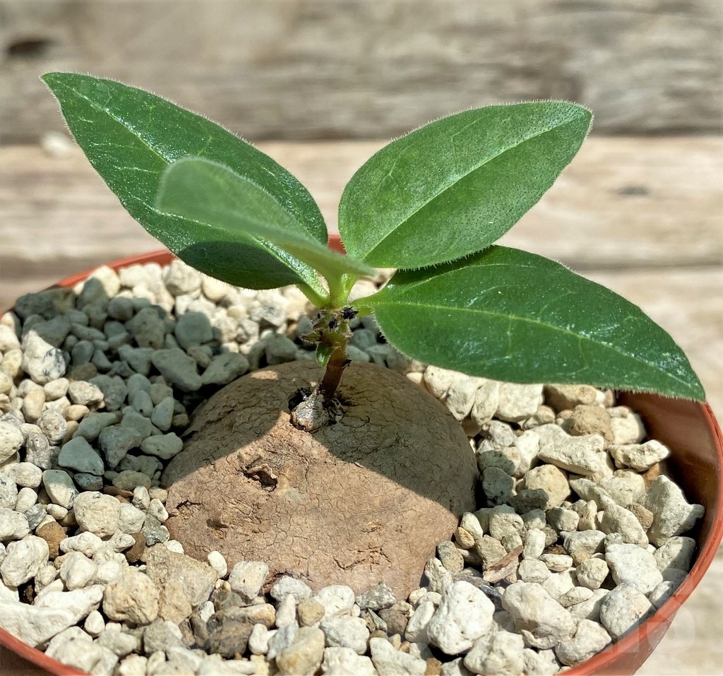 SHPR25575 Aeollanthus subacaulis light green - immagine 2