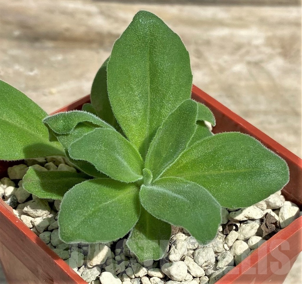 SHPR25576 Aeollanthus aff. subacaulis white flower