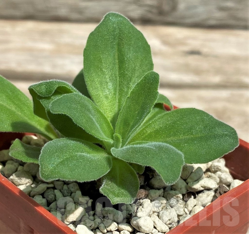 SHPR25576 Aeollanthus aff. subacaulis white flower - immagine 2