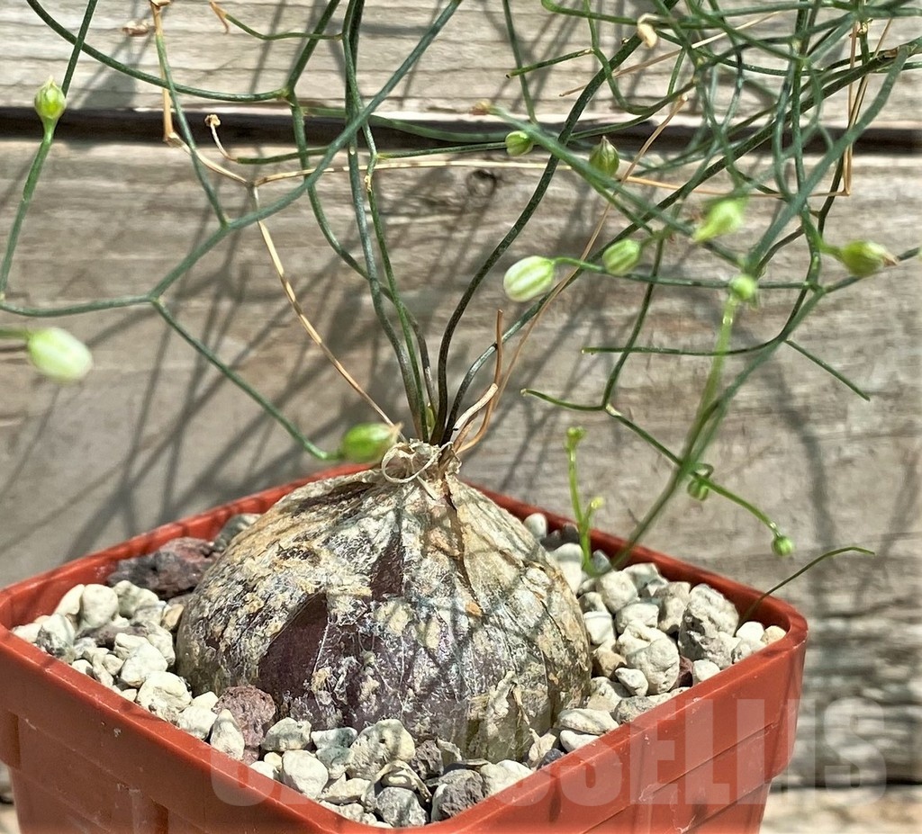 SHPR25577 Schizobasis intricata