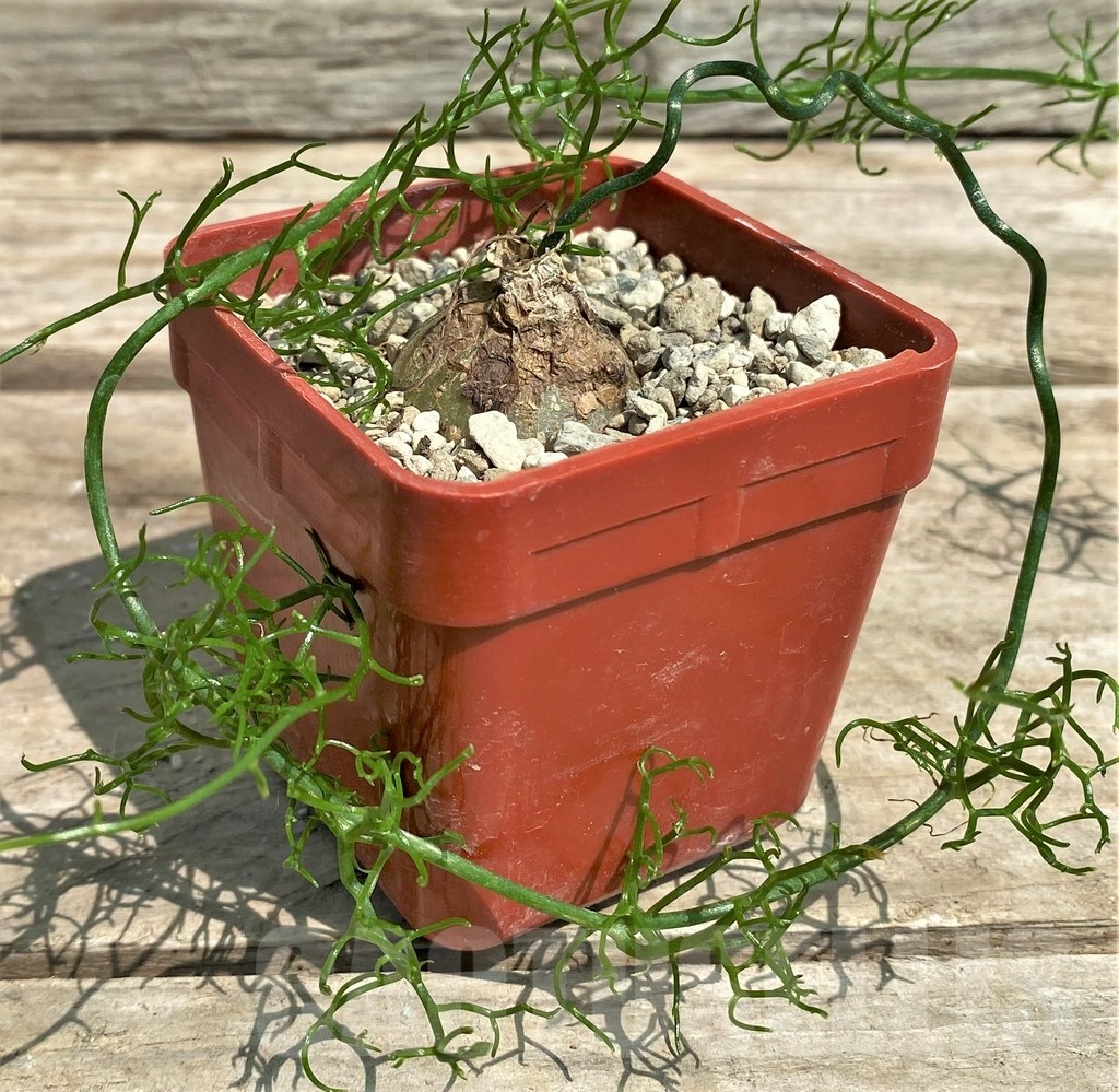 SHPR25579 Bowiea volubilis - immagine 2