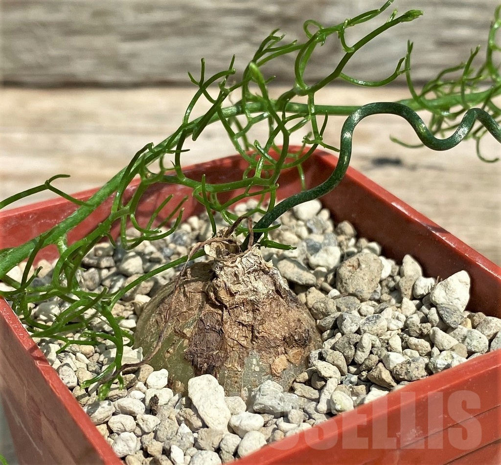 SHPR25579 Bowiea volubilis