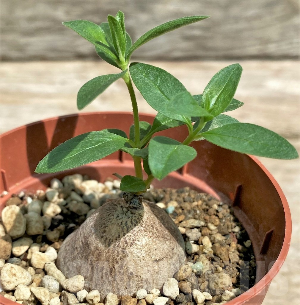 SHPR25580 Brachystelma sp. nov. aff. simplex