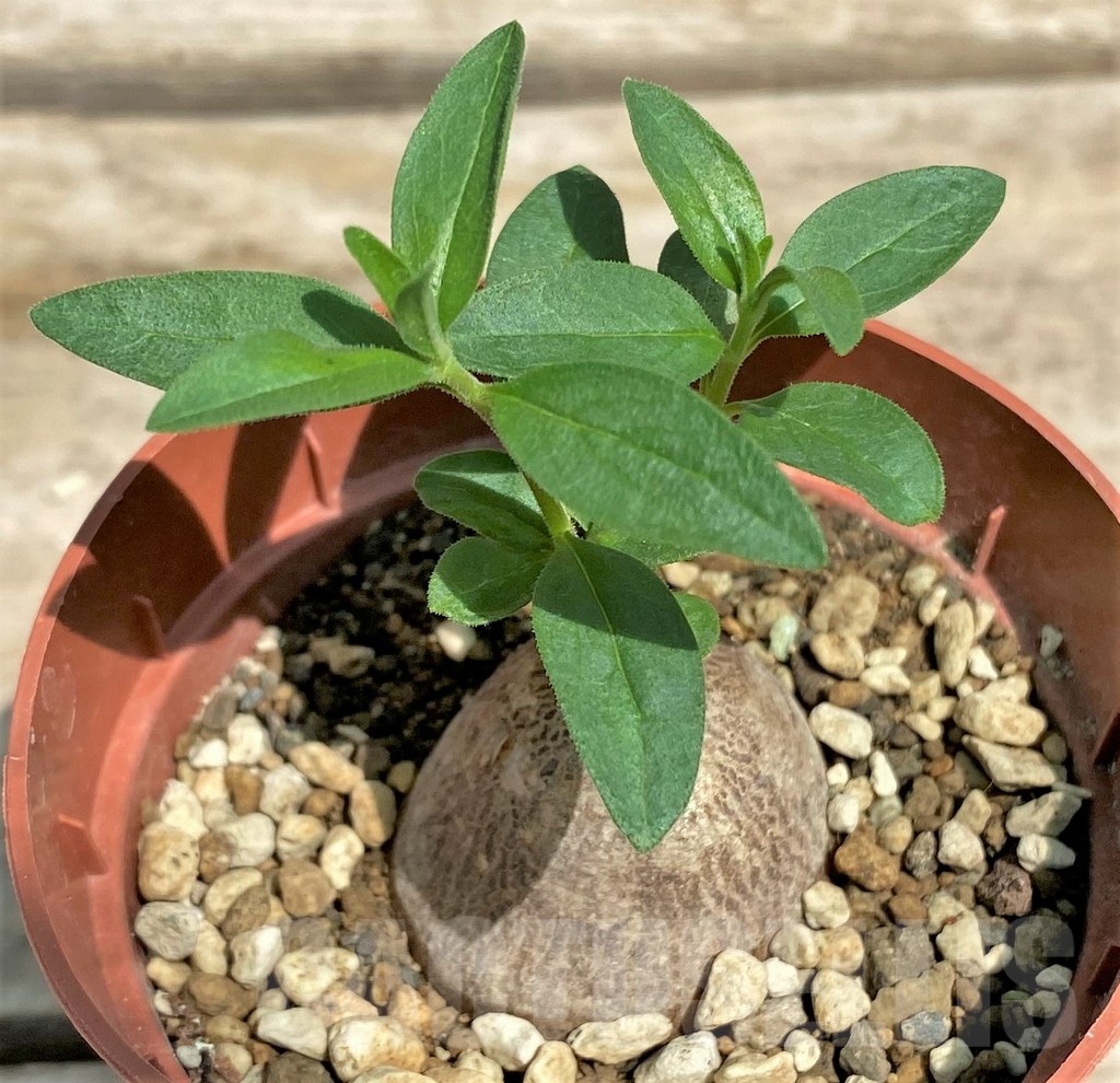 SHPR25580 Brachystelma sp. nov. aff. simplex - immagine 2