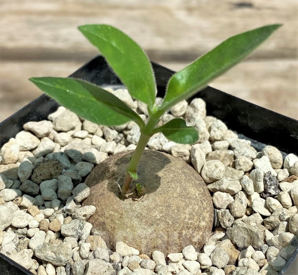 SHPR25581 Brachystelma aff. lancasteri ES 21332