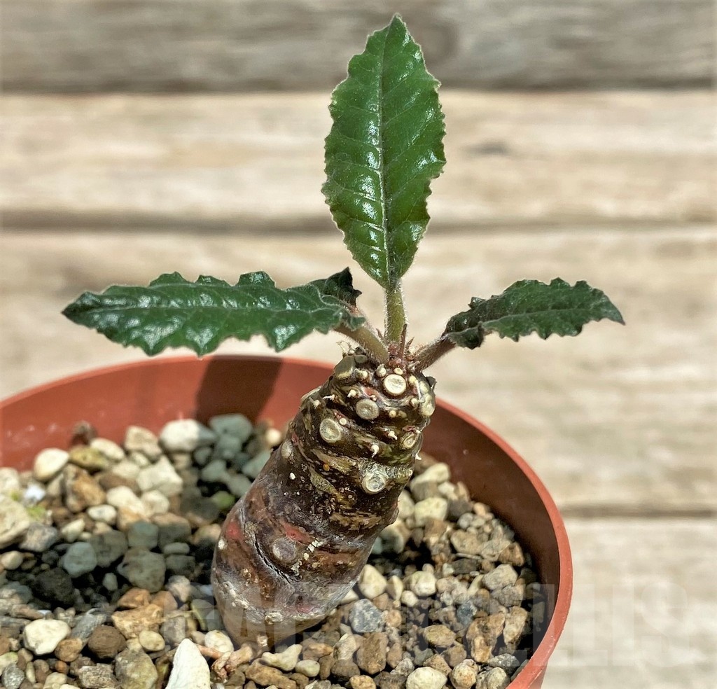 SHPR25584 Dorstenia crispa, reddish stem