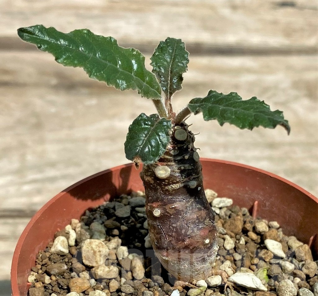 SHPR25584 Dorstenia crispa, reddish stem - Image 2