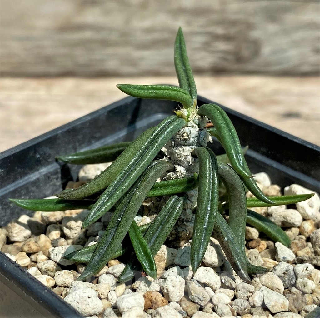 SHPR25585 Euphorbia cylindrifolia ssp. tuberifera - Image 2