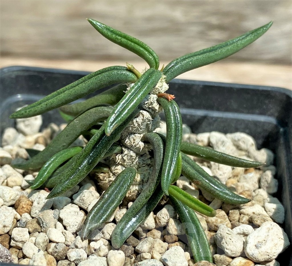 SHPR25585 Euphorbia cylindrifolia ssp. tuberifera