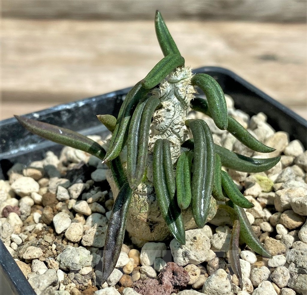 SHPR25586 Euphorbia cylindrifolia ssp. tuberifera – Bild 2