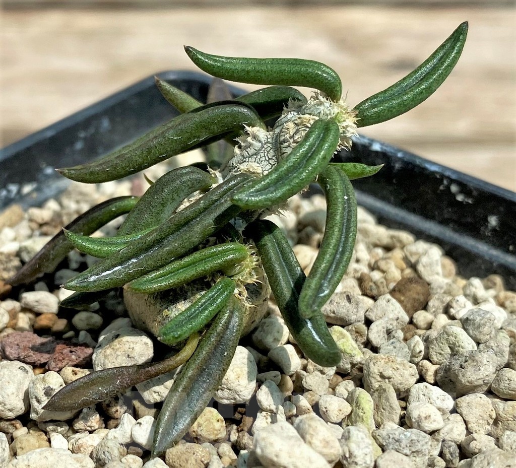 SHPR25586 Euphorbia cylindrifolia ssp. tuberifera