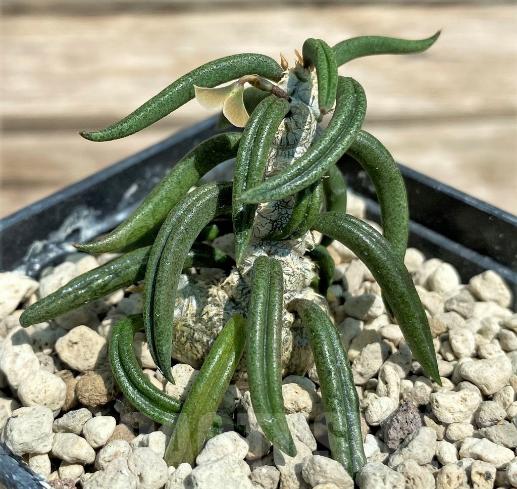 SHPR25587 Euphorbia cylindrifolia ssp. tuberifera - 画像 (2)