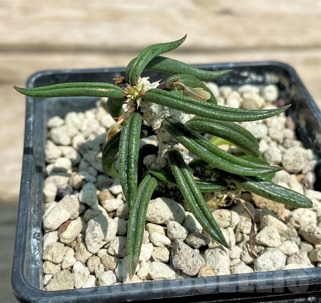 SHPR25587 Euphorbia cylindrifolia ssp. tuberifera