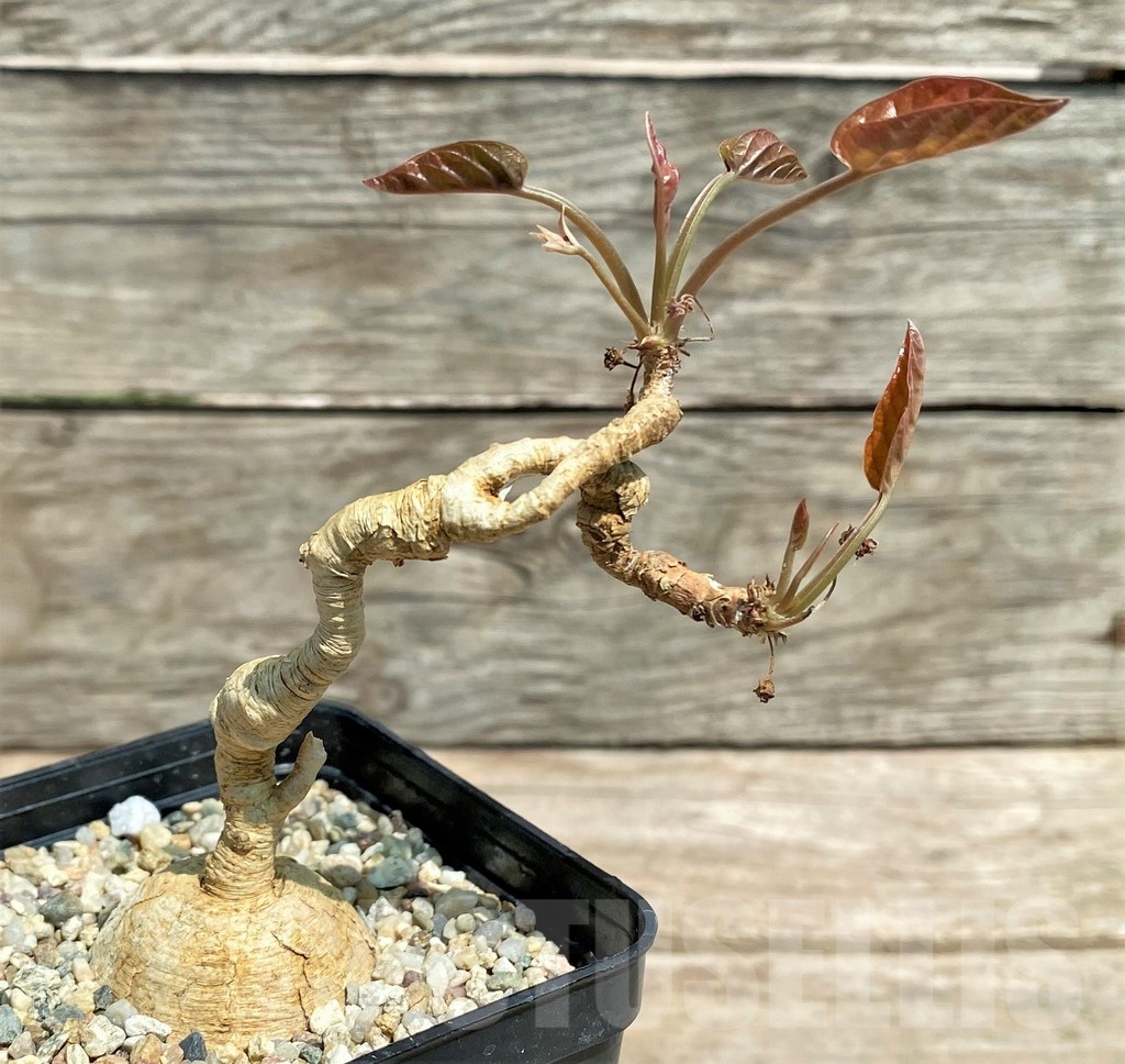 SHPR25588 Euphorbia nadiae Red Labatii - Image 2