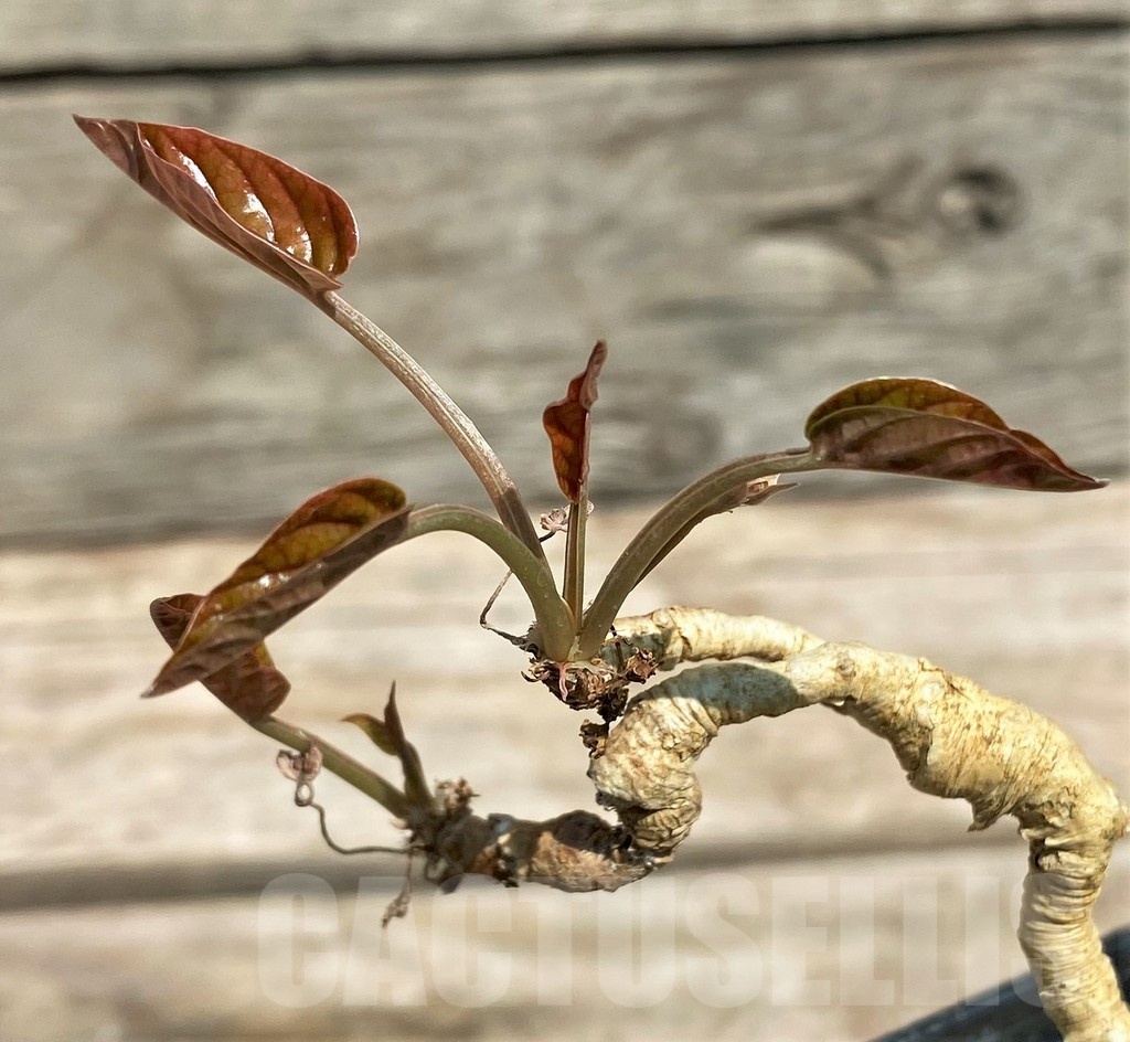 SHPR25588 Euphorbia nadiae Red Labatii