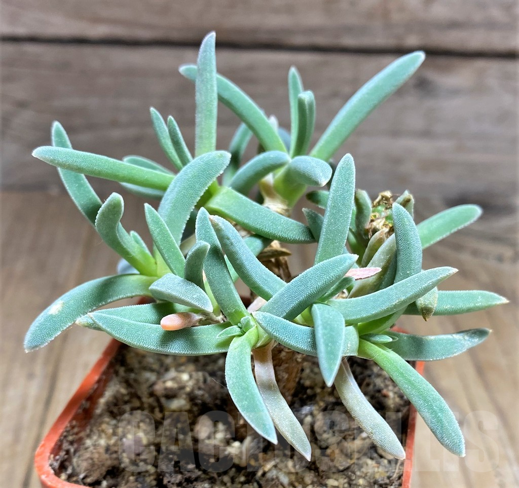 SHPR25598 Delosperma harazianum - Image 2