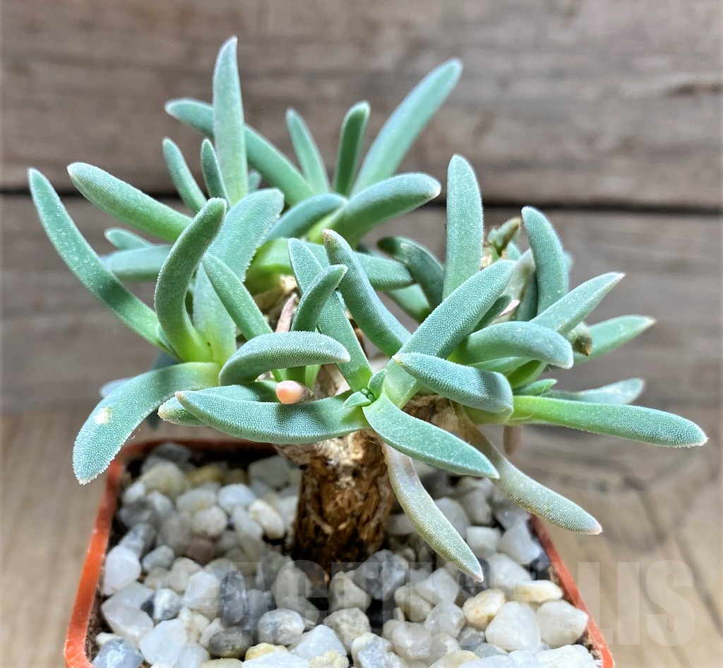 SHPR25598 Delosperma harazianum