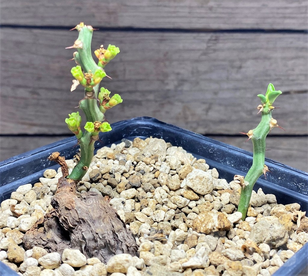 SHPR25599 Euphorbia platyrrhiza - Image 2