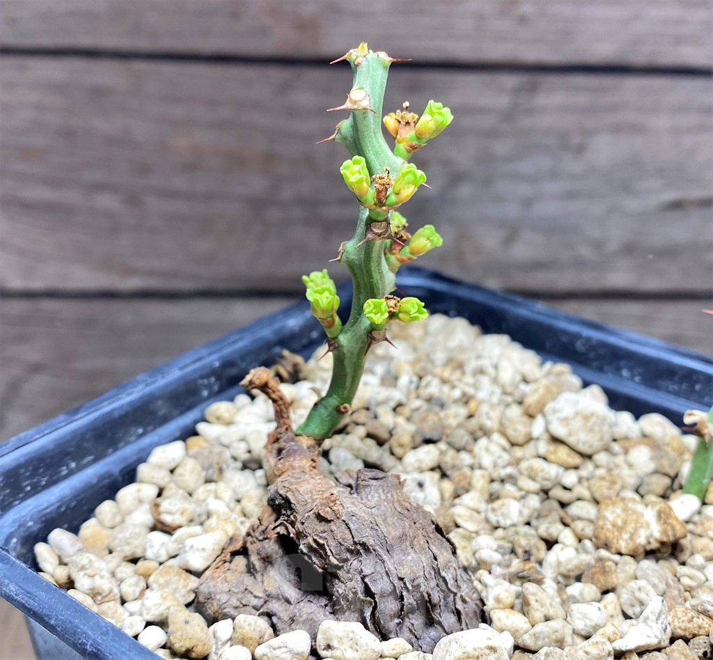 SHPR25599 Euphorbia platyrrhiza