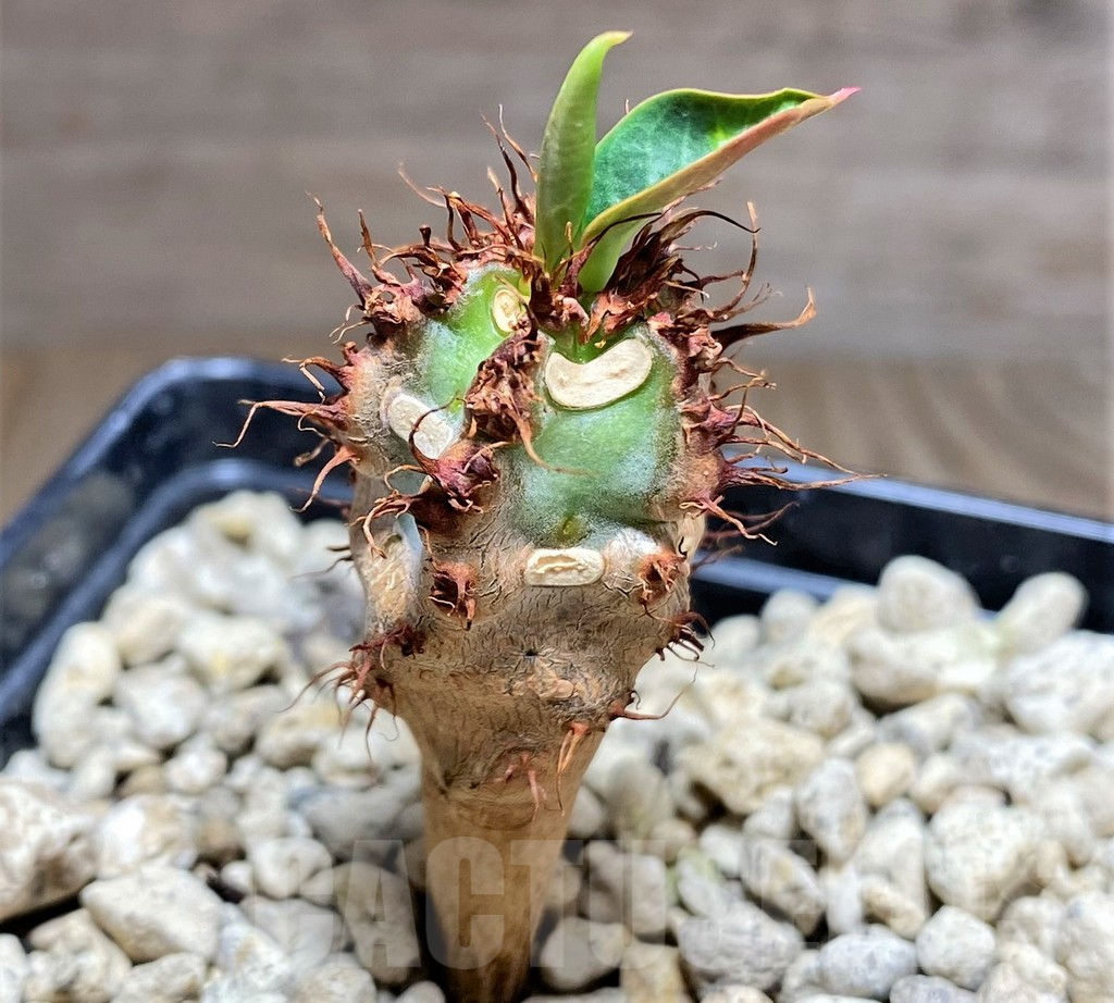 SHPR25600 Euphorbia sp. nova aff. aureoviridiflora