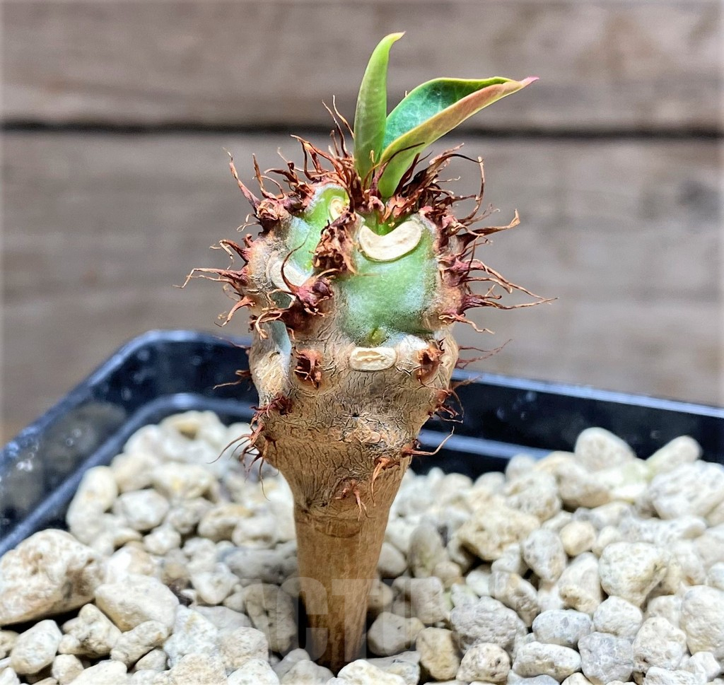 SHPR25600 Euphorbia sp. nova aff. aureoviridiflora - Image 2