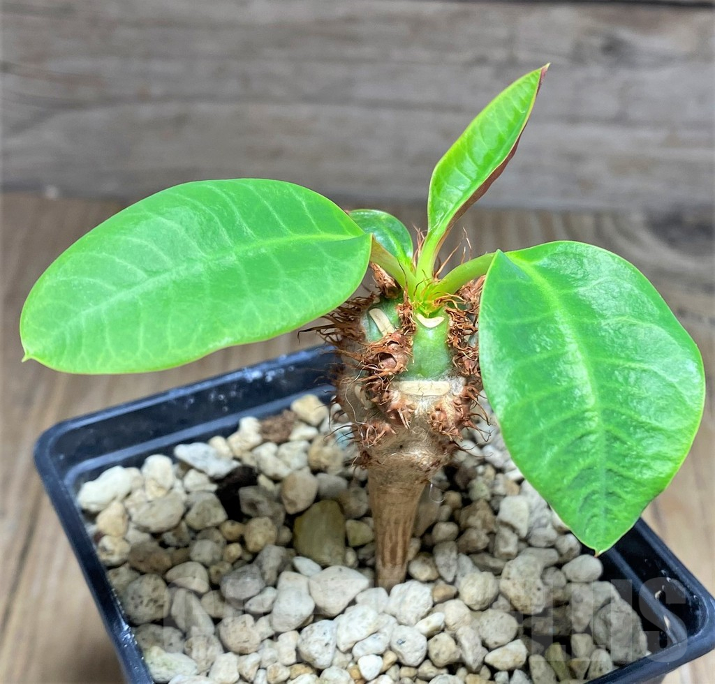 SHPR25601 Euphorbia sp. nova aff. aureoviridiflora