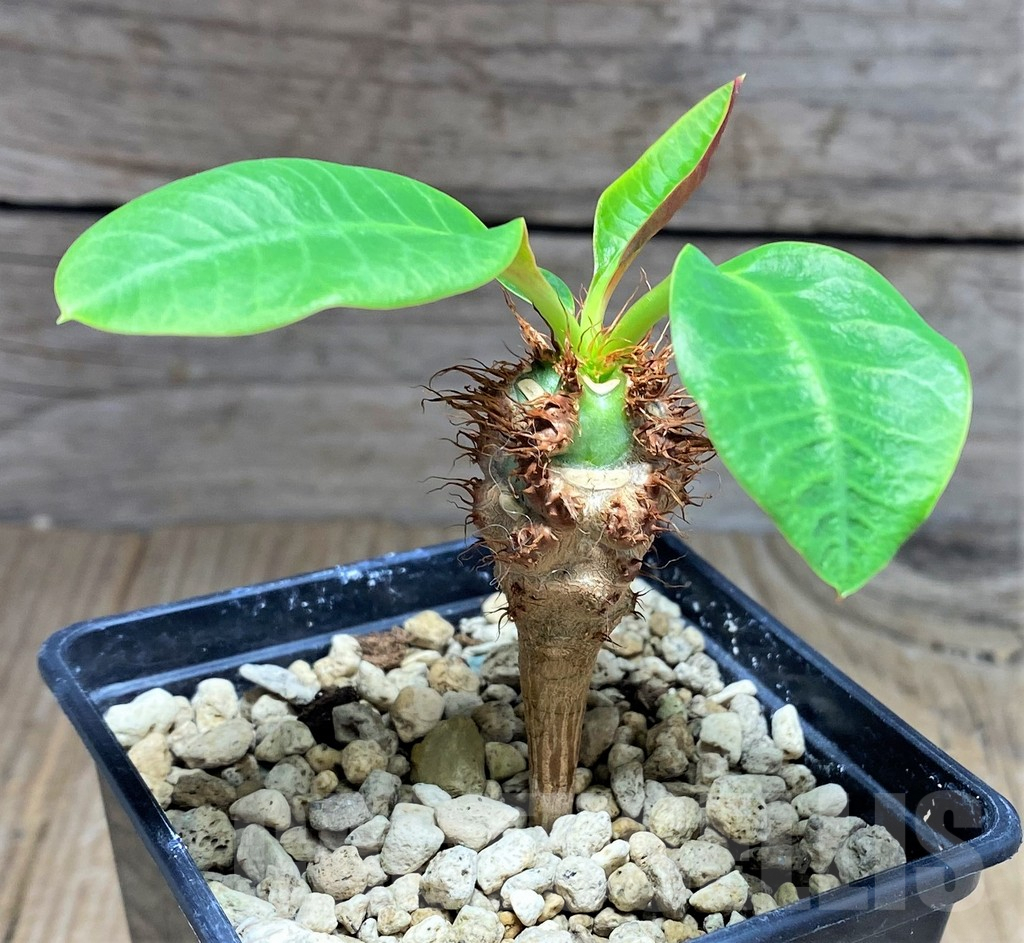 SHPR25601 Euphorbia sp. nova aff. aureoviridiflora - Obrázek 2