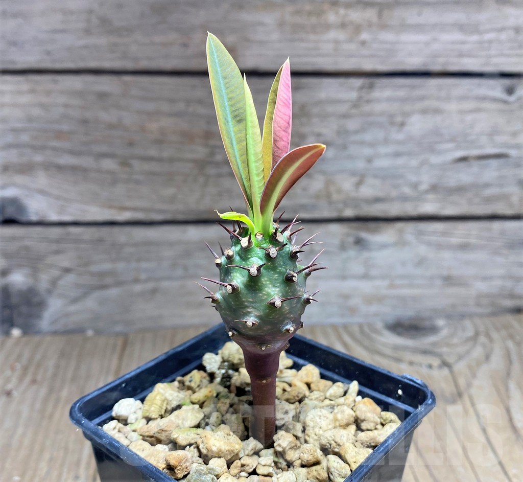 SHPR25602 Euphorbia pachypodioides - Image 2