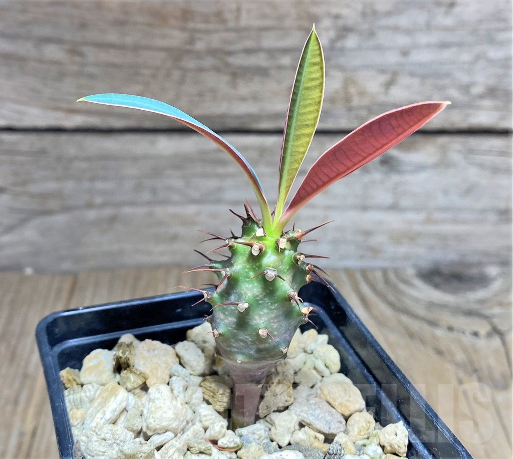 SHPR25603 Euphorbia pachypodioides - Obrázek 2