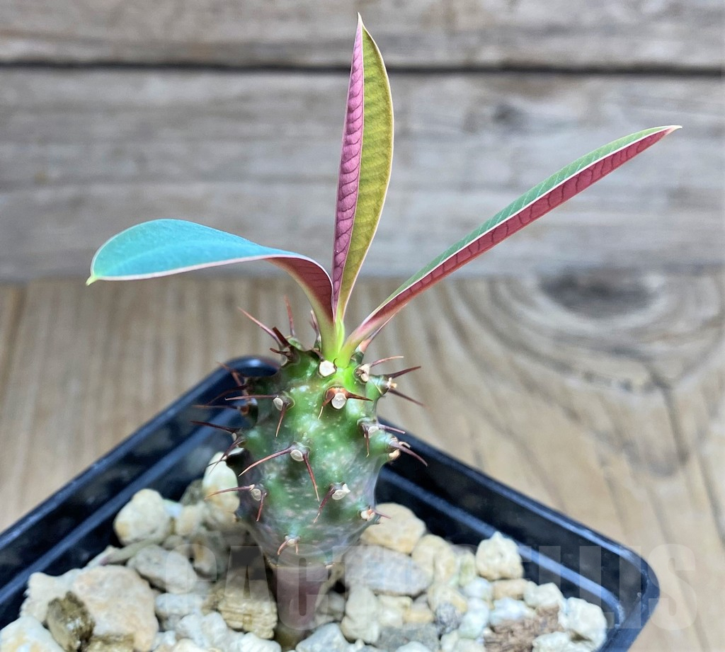 SHPR25603 Euphorbia pachypodioides