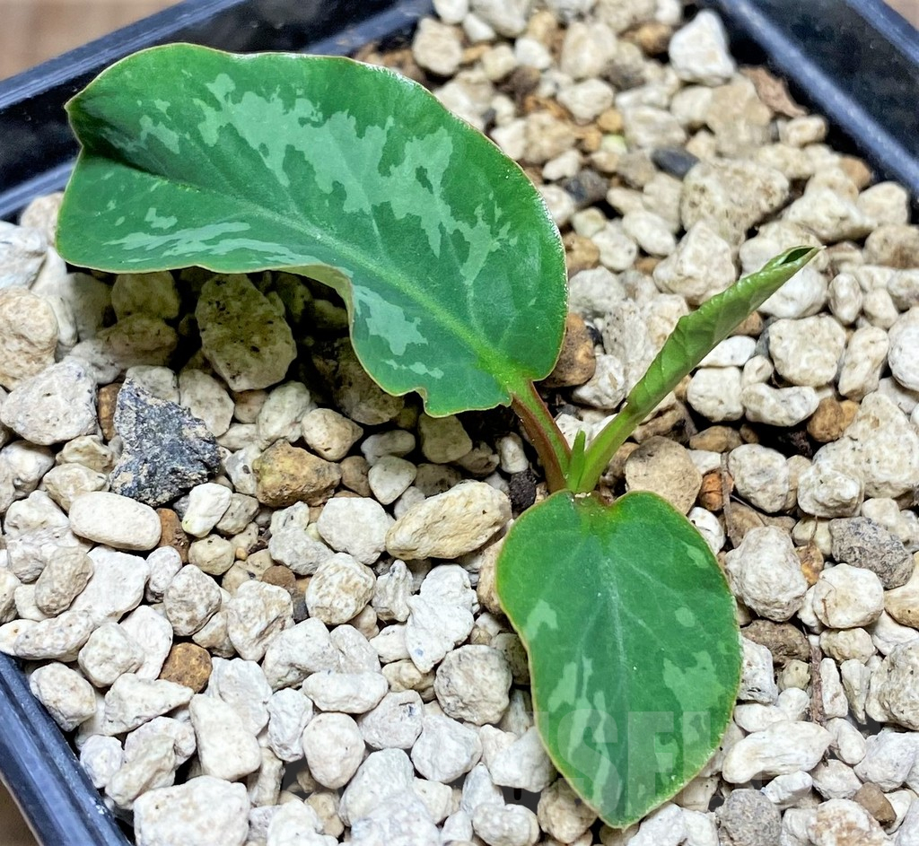 SHPR25604 Euphorbia sp. nova lawantii n.n. aff. moratii