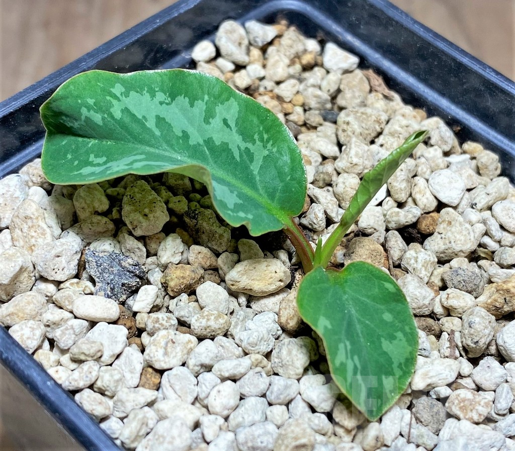 SHPR25604 Euphorbia sp. nova lawantii n.n. aff. moratii – Image 2