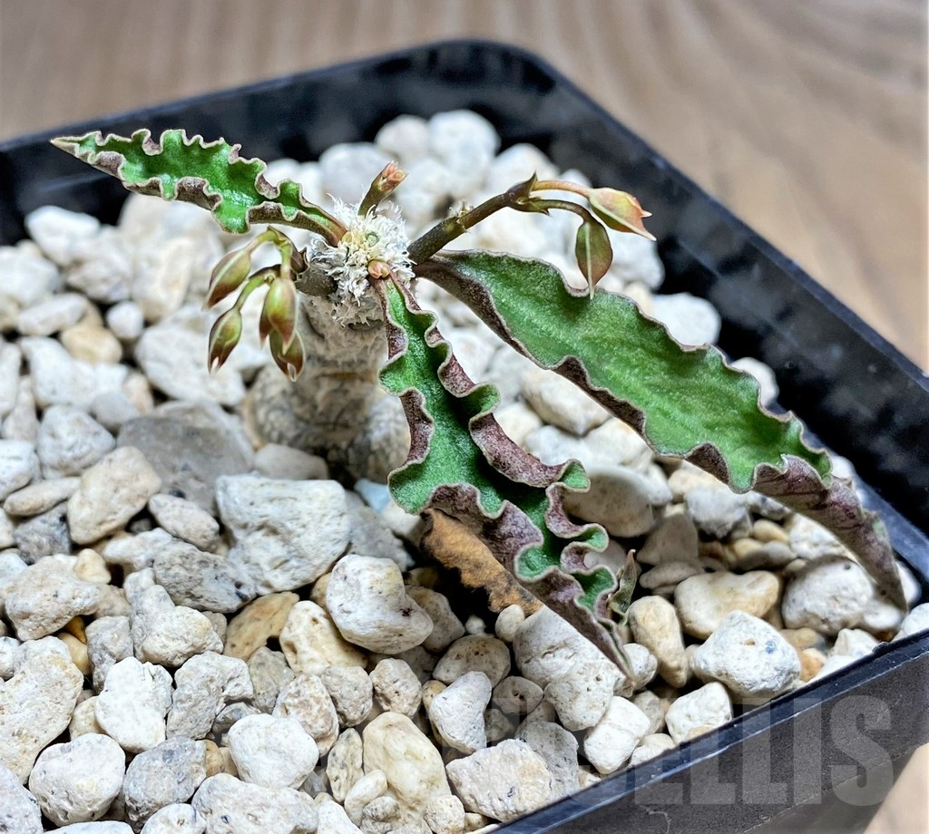 SHPR25605 Euphorbia ambovombensis – Image 2