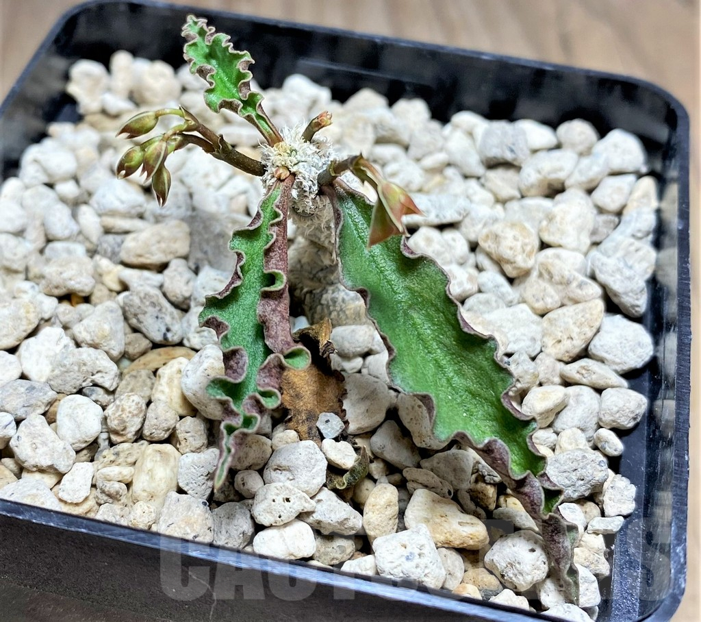 SHPR25605 Euphorbia ambovombensis