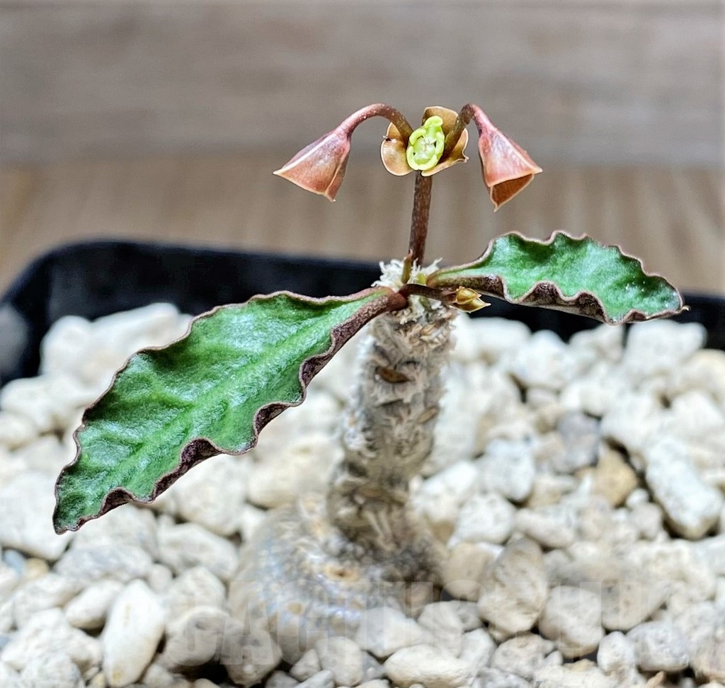 SHPR25608 Euphorbia ambovombensis